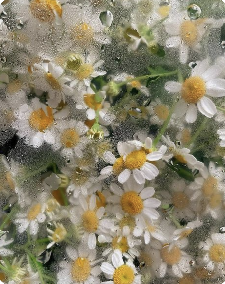 The Ultimate Guide to Chamomile: Benefits, Uses, and Beyond